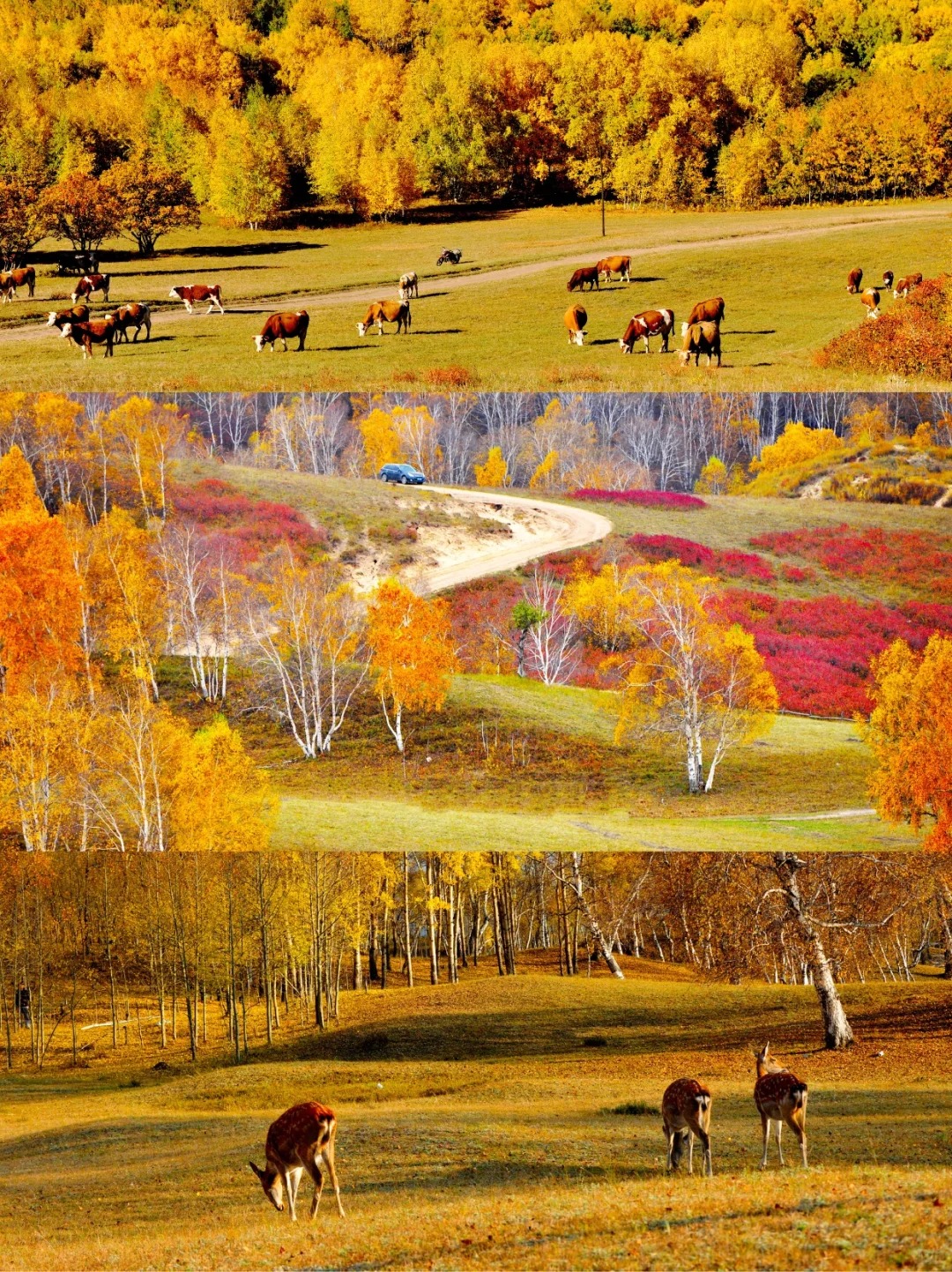 如果秋天只能去一个地方🍂那一定是乌兰布统_4_领队铭铭_乌兰布统-草原-来自52tours 我爱旅游网